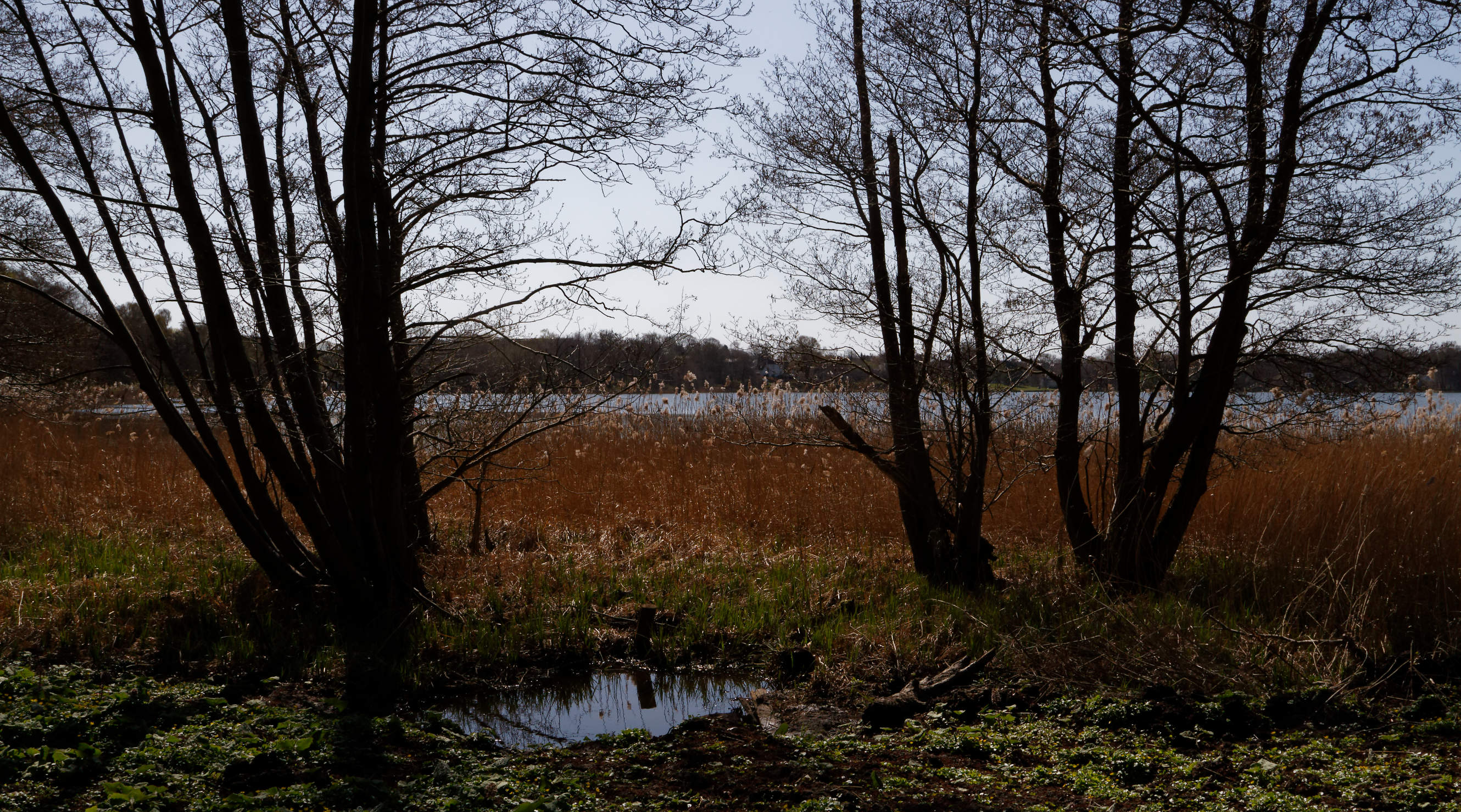 20210420 Lyngby Sø 23